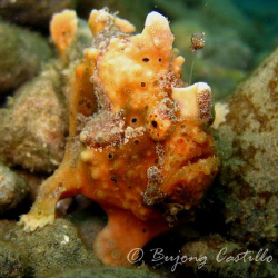 Orange Frogfish - Taken at Basura dive site in Anilao Bat... by Arthur Castillo 